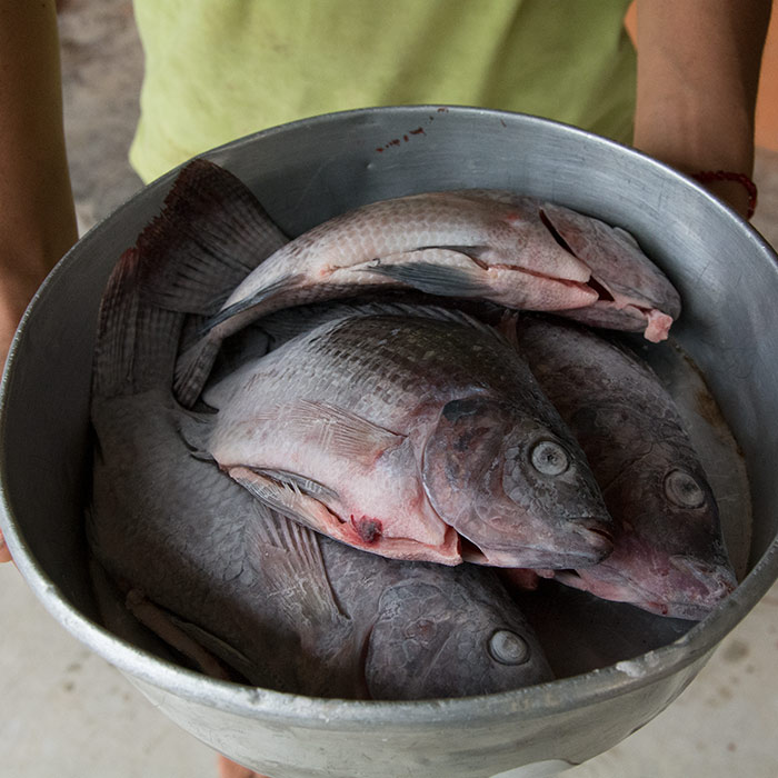 Mojarras de 400g - 500g en La Nueva Tabasqueña, Veracruz