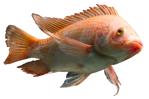 Tilapia roja Pargo UNAM